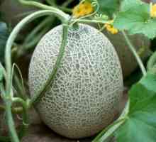 Pestovanie melónu. Ako bude rásť v chlade