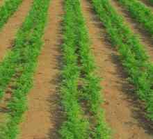 Pestovanie mrkvy na otvorenom teréne