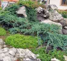 Pestovanie na dvore čínskych jalovíc modrých alpách