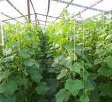 Pestovanie uhoriek na otvorenom teréne: tipy a videá