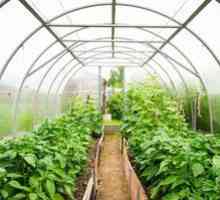 Kultivácia uhoriek v polykarbonátovom skleníku: výsadba, choroba, starostlivosť