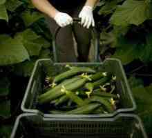 Pestovanie uhoriek v skleníku: správna technológia