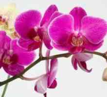 Pestovanie orchideí. Ako urobiť orchidey kvitnúť a kŕmiť