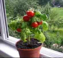 Pestovanie paradajok na parapete v byte