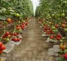 Pestovanie rajčiakov v polykarbonátovom skleníku