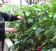 Pestovanie a starostlivosť o sladkú papriku