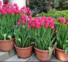 Pestovanie tulipánov, výsadba a starostlivosť v otvorenom teréne