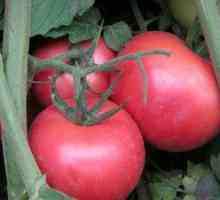 Pestovanie bobkatov z paradajok: charakteristika odrody, opis