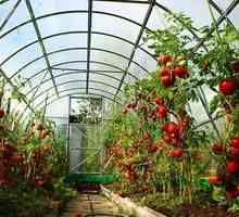 Pestovanie paradajok v skleníku z polykarbonátu
