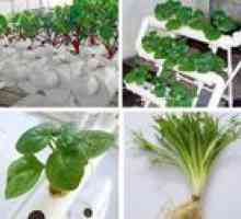 Pestovanie zelených doma na hydropóniu