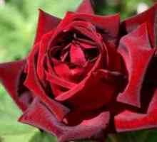 Vysoké a nízke ruže: odrody a odrody