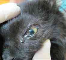 Ochorenie oka u mačiek: typy ochorení, symptómy a liečba