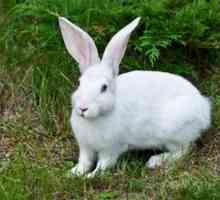 Králik-zajac: popis, biotop, čo sa živí a ako sa množia