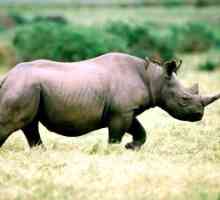 Západné čierne nosorožce a jeho spôsob života