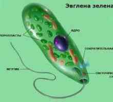 Zelená euglena: štruktúra, s ktorou sa môžem pohybovať