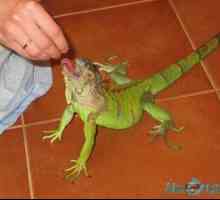 Zelená alebo obyčajná iguana doma