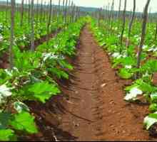 Pôda na pestovanie baklažánov: pestovanie vonku