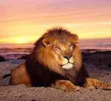 Zvierací lev: kde žije, jej jedlo a potomstvo