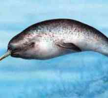 Animal narwhal: popis morského jednorožca a jeho biotopu