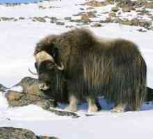 Zvieratá, ktoré žijú v studenej púšti Arktídy