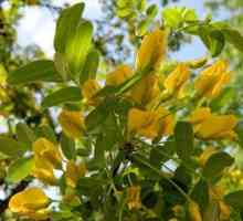 Žltá akácia alebo karagánový strom