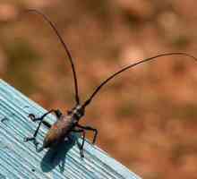 Beetle-parma. Charakteristika a spôsob života hmyzu s dlhými kustami