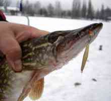 Zimné rybárčenie na šťuku: výber z najviac úlovku návnady
