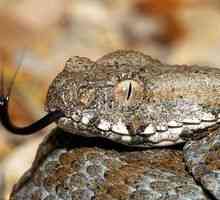 Snake gyurza - spôsob života, výživa, reprodukcia - jed gyurzy