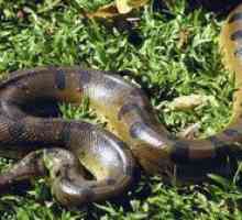 Snake python - ako to vyzerá, či je jedovaté alebo nie
