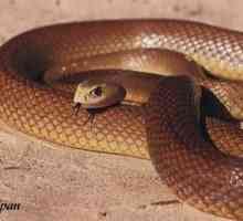 Snake taipan, popis pobrežného taipánu a krutého hada