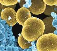 Staphylococcus aureus: príčiny a spôsoby infekcie, liečba