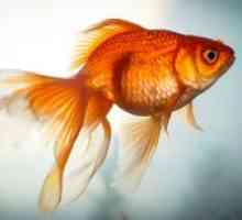 Zlatá rybka: druh, reprodukcia, obsah