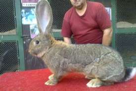 Plemená najväčších králikov na svete