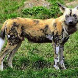 Africký hyenický divoký pes