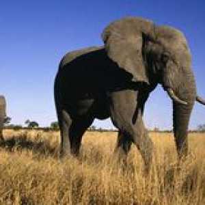 Slon afrického slona: čo sa živí a ako žije