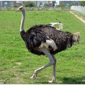Africký pštros - kde žije najväčší vták na svete