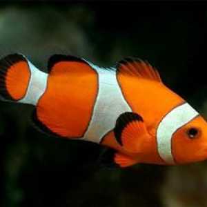 Aquarium fish-klaun - popis druhov a obsahu