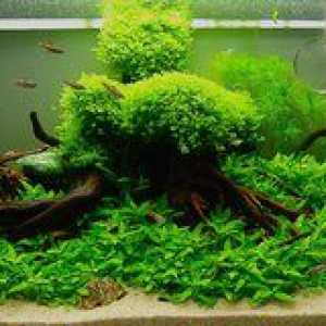 Rastliny akvária: fotografie, druhy rastlín pre akvárium