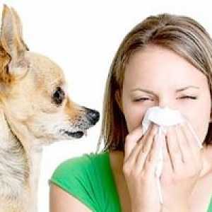 Alergie psov a ich prejav