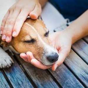 Alergie u psov: príznaky, diagnóza, liečba, prevencia