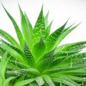 Aloe: liečivé vlastnosti a kontraindikácie