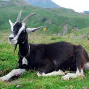 Alpské kozy: charakteristiky plemena a podmienky zadržania