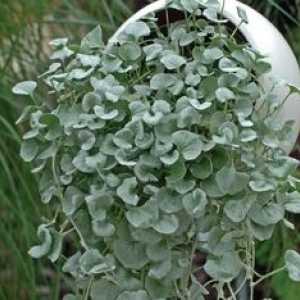 Ampel Dichondra: rastúce zo semien v otvorenom teréne