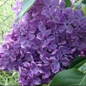 Amur lilac: výsadba a starostlivosť