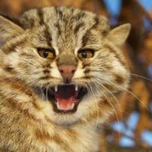 Amur lesná mačka a moderná realita