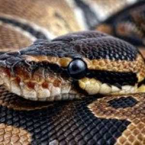 Anaconda: charakteristická pre obrovský had, kde žije