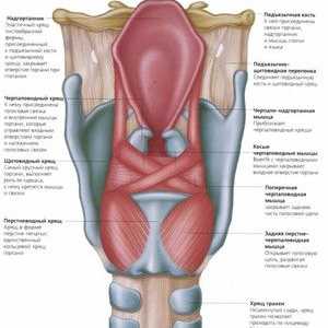 Anatómia hrtana - chrupavka a svalov