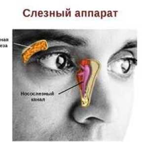 Anatómia a funkcia kanálikov a nosohltanu