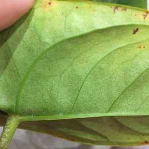 Anthurium: choroby listov na fotografii, ako liečiť rastlinu