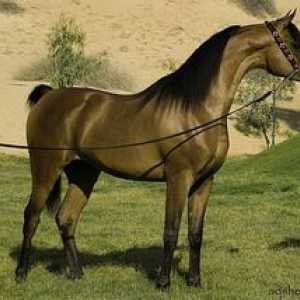 Arabské plnokrvné kone, fotografie koní